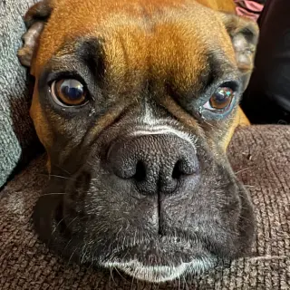 Delilah