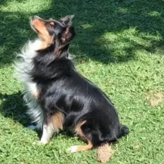 Smudge (adoption pending)