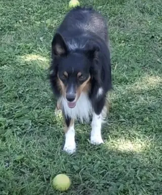 Smudge (adoption pending)