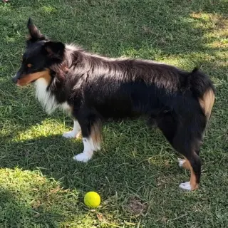 Smudge (adoption pending)