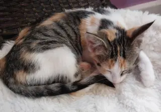 Bobbie * IN FOSTER *