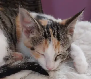 Bobbie * IN FOSTER *