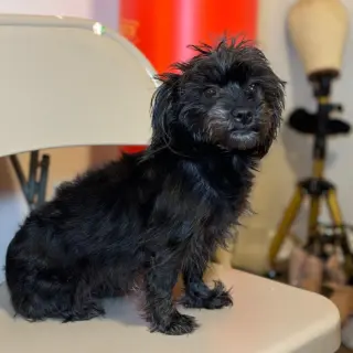 Lulu