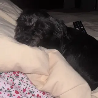 Lulu
