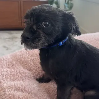 Lulu