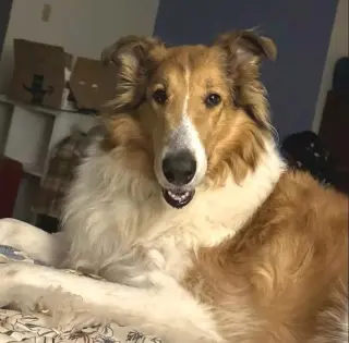 Daisy