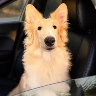 Archie