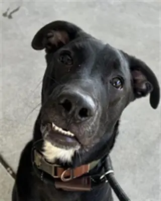*RANGER