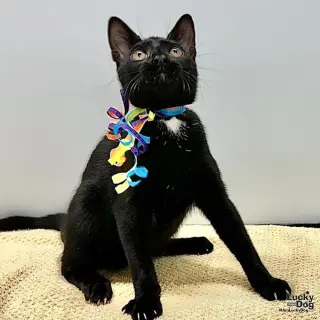 Wilbur