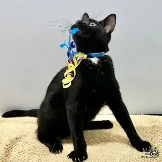 Wilbur