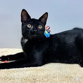 Wilbur