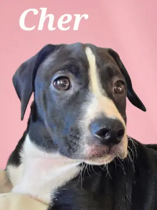 Cher
