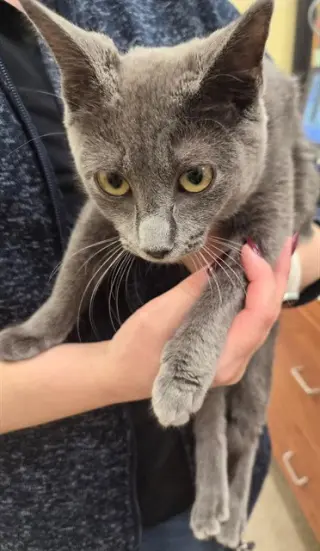 LOLA