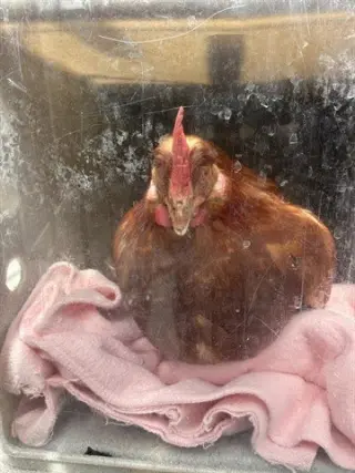 YOLKO ONO