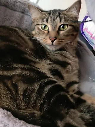 Lil' Mama