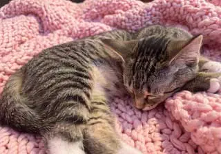 KITTEN SUSANNA
