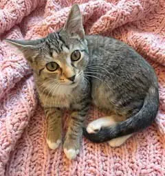 KITTEN SUSANNA