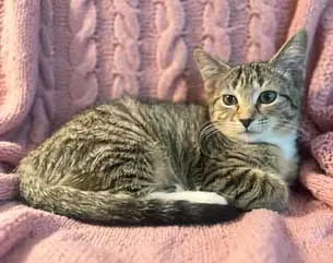 KITTEN SUSANNA