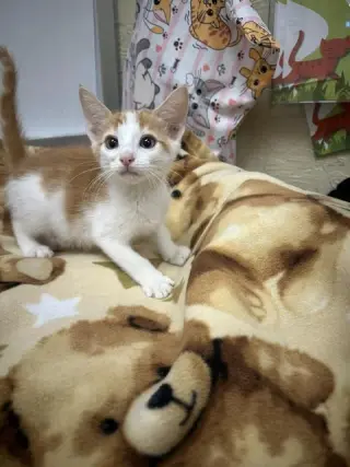 Nemo