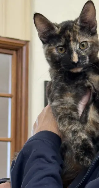 Nala ( Kat)