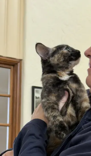 Nala ( Kat)