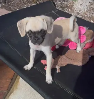 Biscuit
