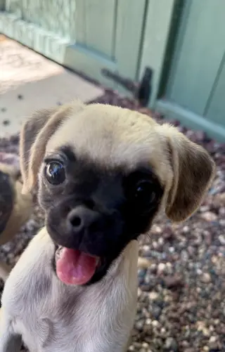 Biscuit