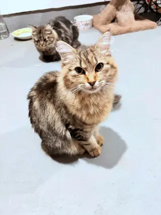 MUFASA & NALA #2035A-Offered by Owner- Young pair