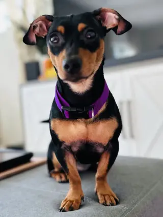 Mulan
