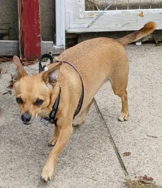 Pico in RI