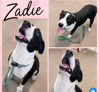 Zadie- Mrs personality