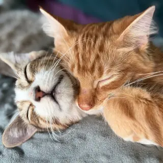 Caramel Brulee & The Starbucks Kittens!