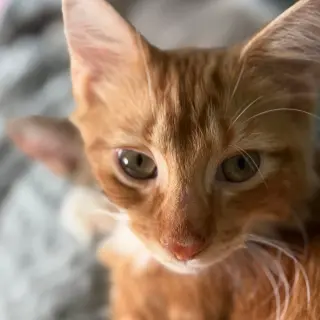 Caramel Brulee & The Starbucks Kittens!