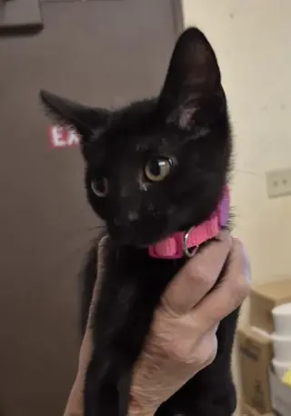 LUNA