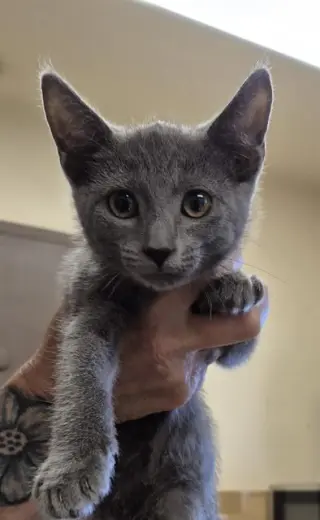 HAZEL