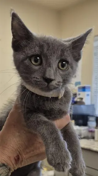 ASH