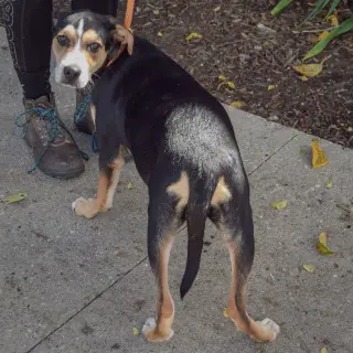 Maggie