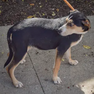 Maggie