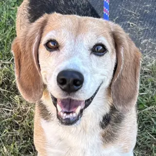 Buddy Beagle 2026