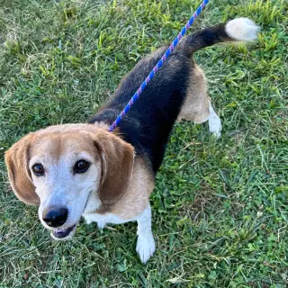 Buddy Beagle 2026