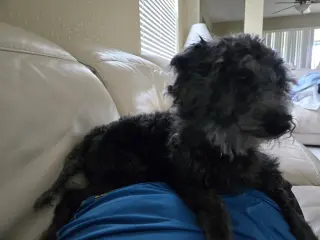 Bowie