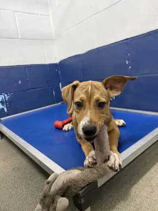 Cooper 4mo AVA 10/7