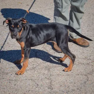 Keller