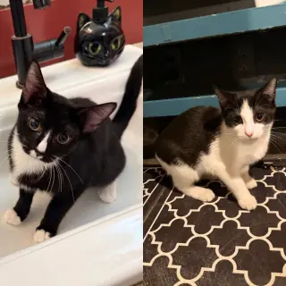 Captain Crunch & Lucky Charm