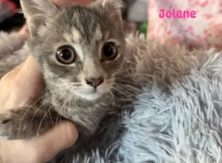 Jolene - Not at shelter (Kori)