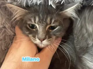 Milano - Not at shelter (Kori)