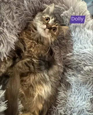 Dolly - Not at shelter (Kori)