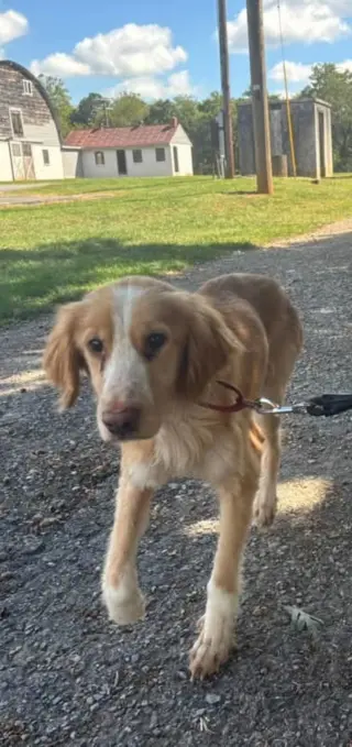 Gobi: At shelter