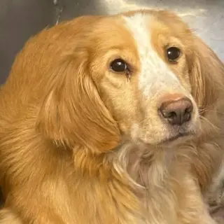Gobi: At shelter