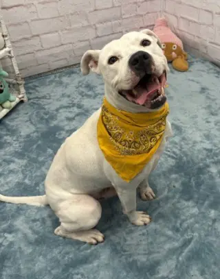 GUMBLE BUMBLE